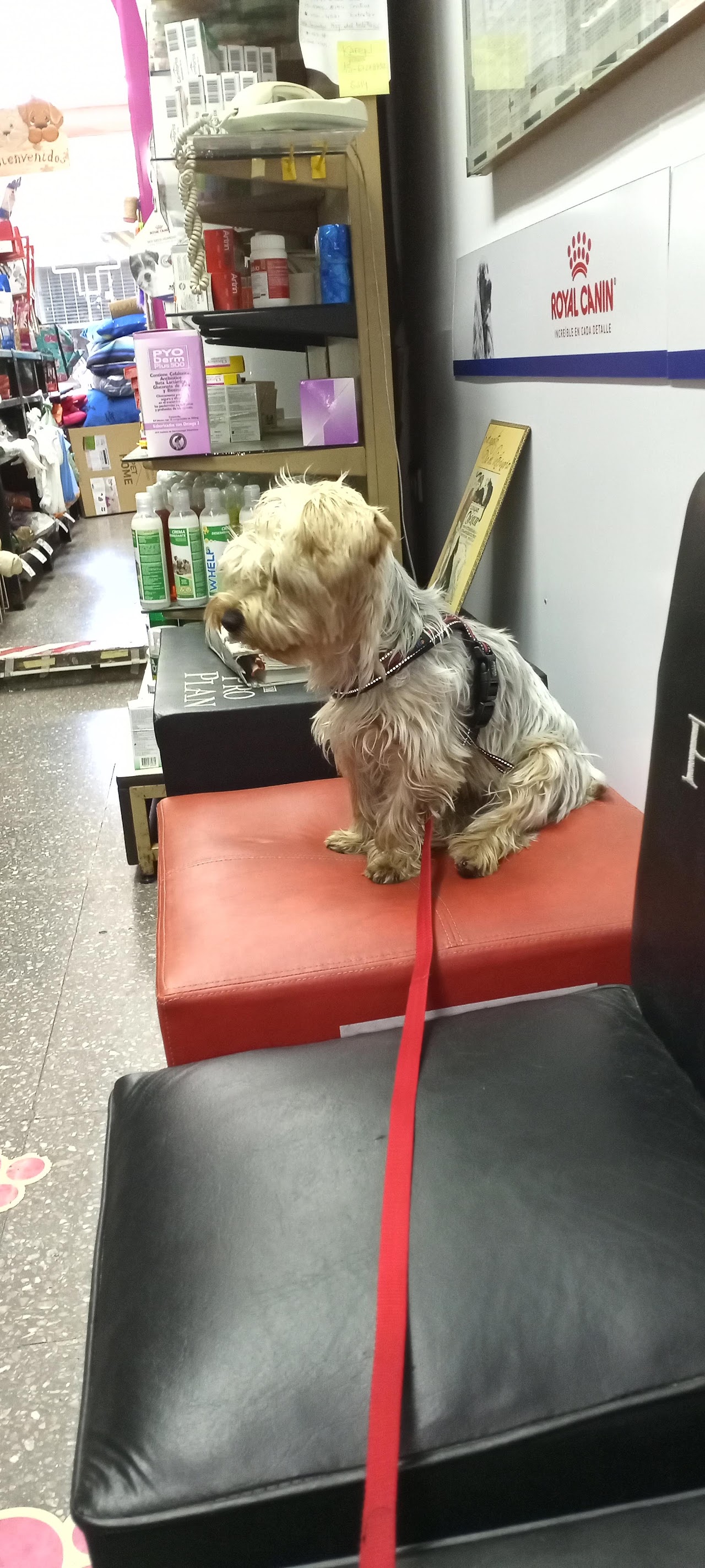 Paciente esperando su turno en Veterinaria AMVet