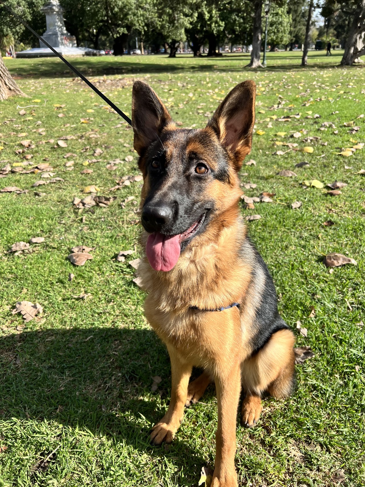 Perro atendido en Veterinaria AMVet